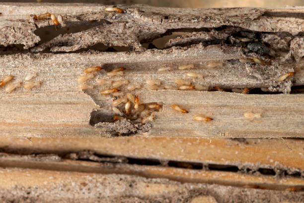 Best Affordable Pest Control Services  in Homestead, PA
